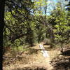 Board trail over not a swamp.