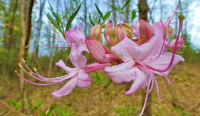 Wild Azaleas