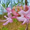 Wild Azaleas