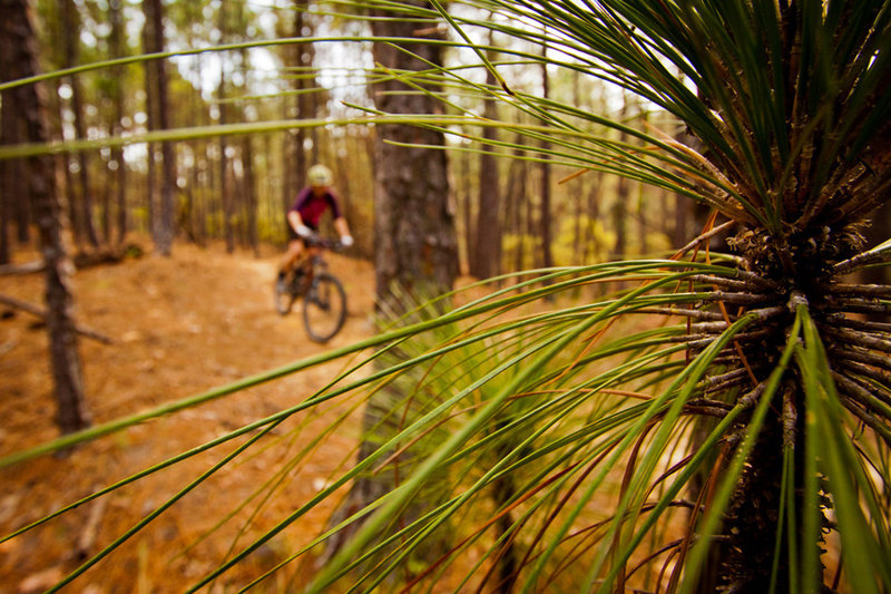 Through the long leaf pines on Jekyll and Hyde