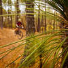 Through the long leaf pines on Jekyll and Hyde